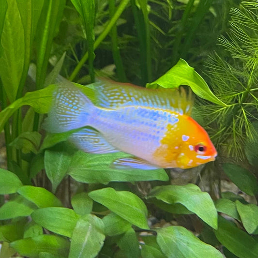 the-fish-farm Dwarf American Cichlid Ram - Gold Dwarf American Cichlid 2-4cm Buy Gold Ramirezi Cichlids from The Fish Farm in Australia