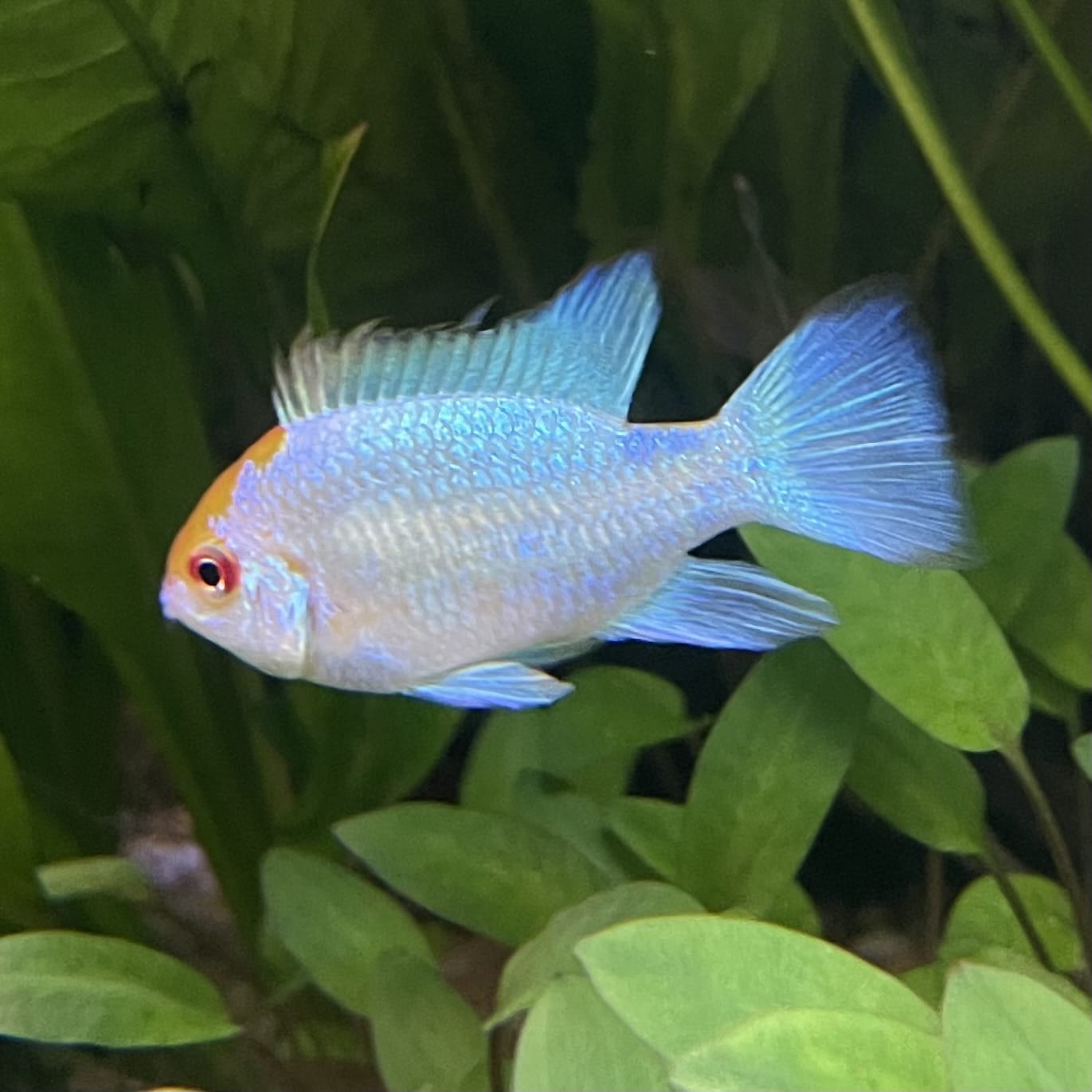 the-fish-farm Dwarf American Cichlid Ram - Platinum - Dwarf American Cichlid 2-4cm Platinum Ram Dwarf American Cichlid - The Fish Farm