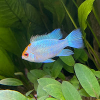 the-fish-farm Dwarf American Cichlid Ram - Platinum - Dwarf American Cichlid 2-4cm Platinum Ram Dwarf American Cichlid - The Fish Farm
