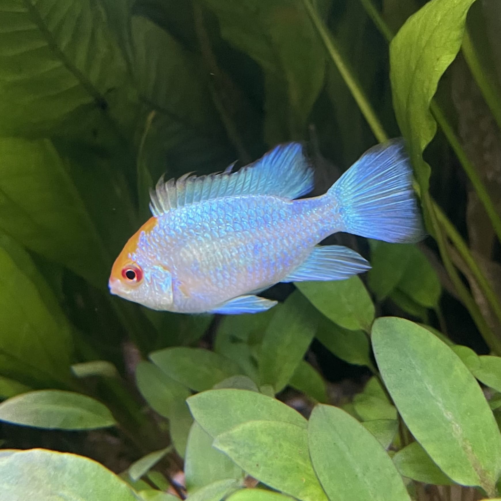 the-fish-farm Dwarf American Cichlid Ram - Platinum - Dwarf American Cichlid 2-4cm Platinum Ram Dwarf American Cichlid - The Fish Farm