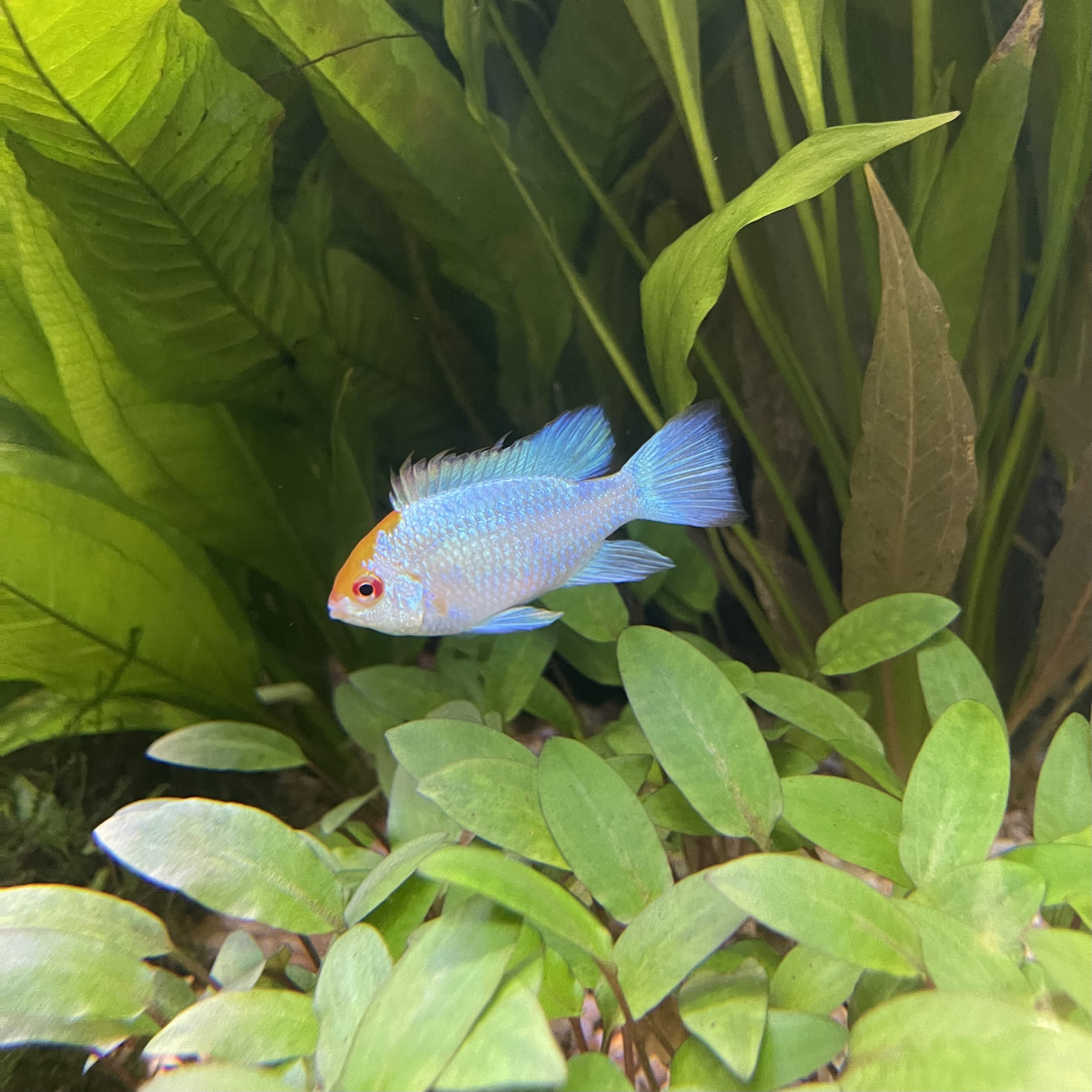 the-fish-farm Dwarf American Cichlid Ram - Platinum - Dwarf American Cichlid 2-4cm Platinum Ram Dwarf American Cichlid - The Fish Farm