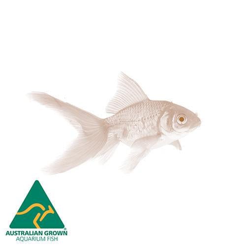 the-fish-farm Feeder Fish Goldfish Feeder Goldfish Feeder - The Fish Farm