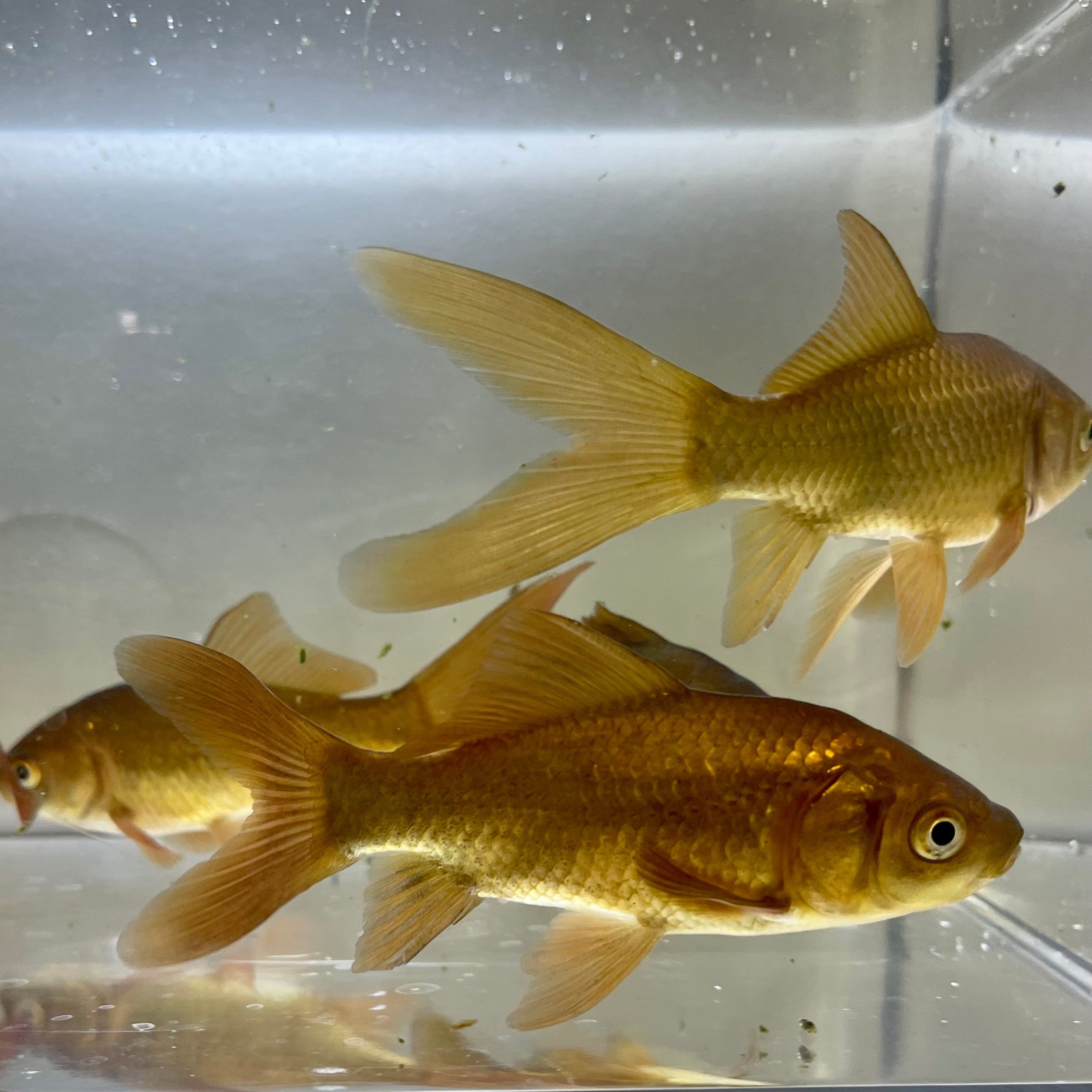 the-fish-farm Feeder Fish Goldfish Feeder Goldfish Feeder - The Fish Farm