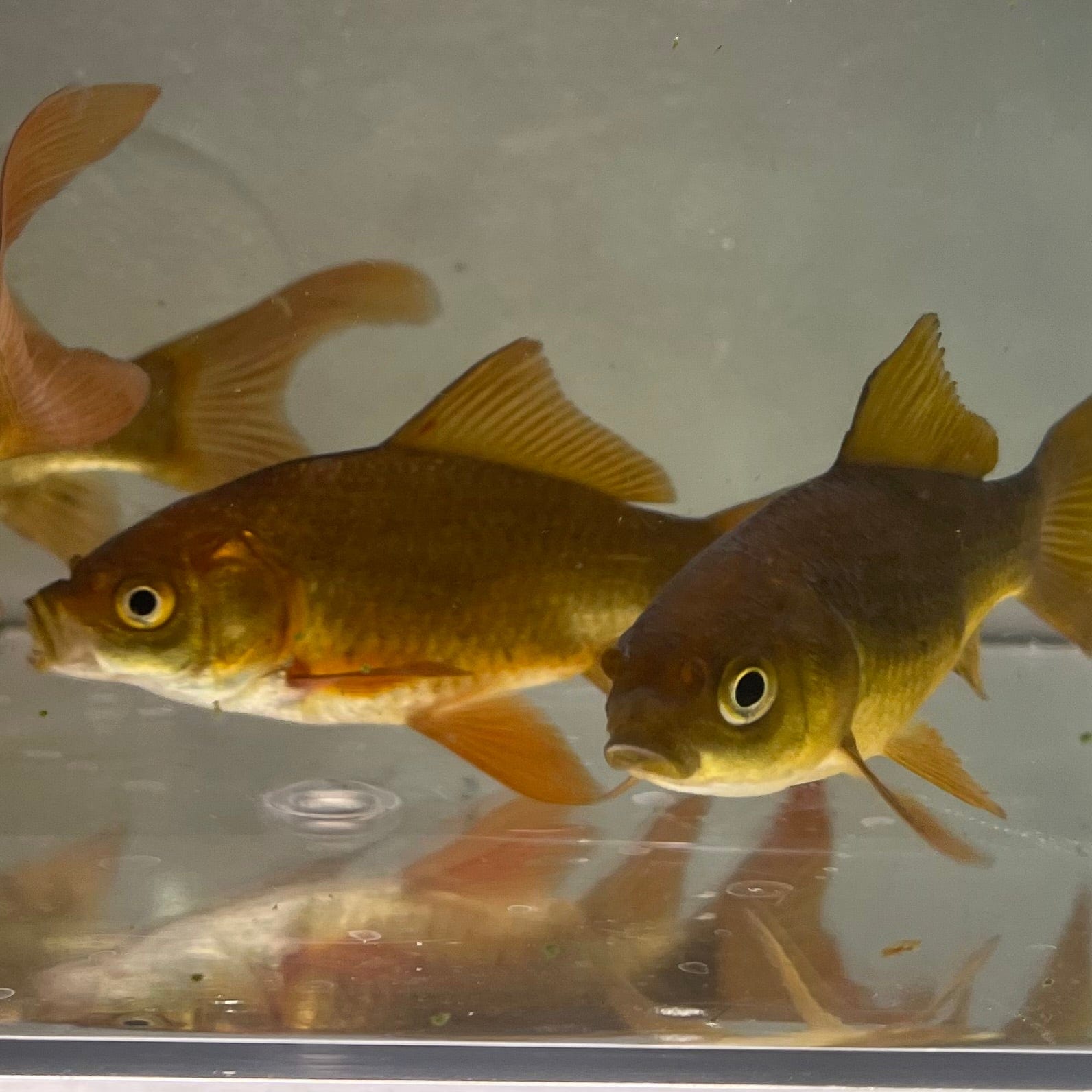 Goldfish Feeder The Fish Farm