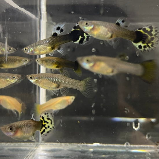 Photo inspiration: Buy Schools Of Guppy Feeders From The Fish Farm Photo Inspiration