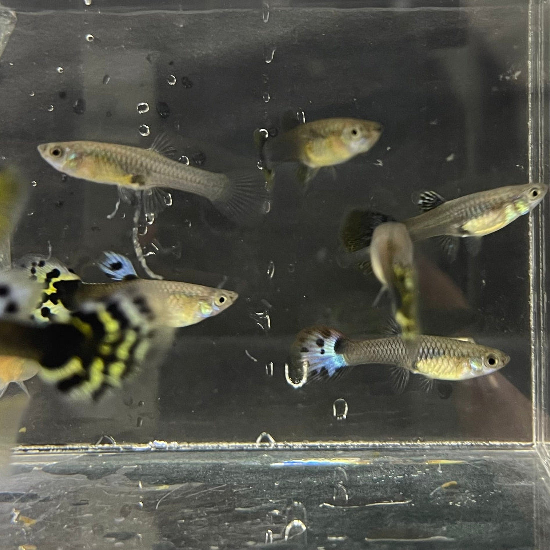 Picture Idea: Buy Schools Of Guppy Feeders From The Fish Farm