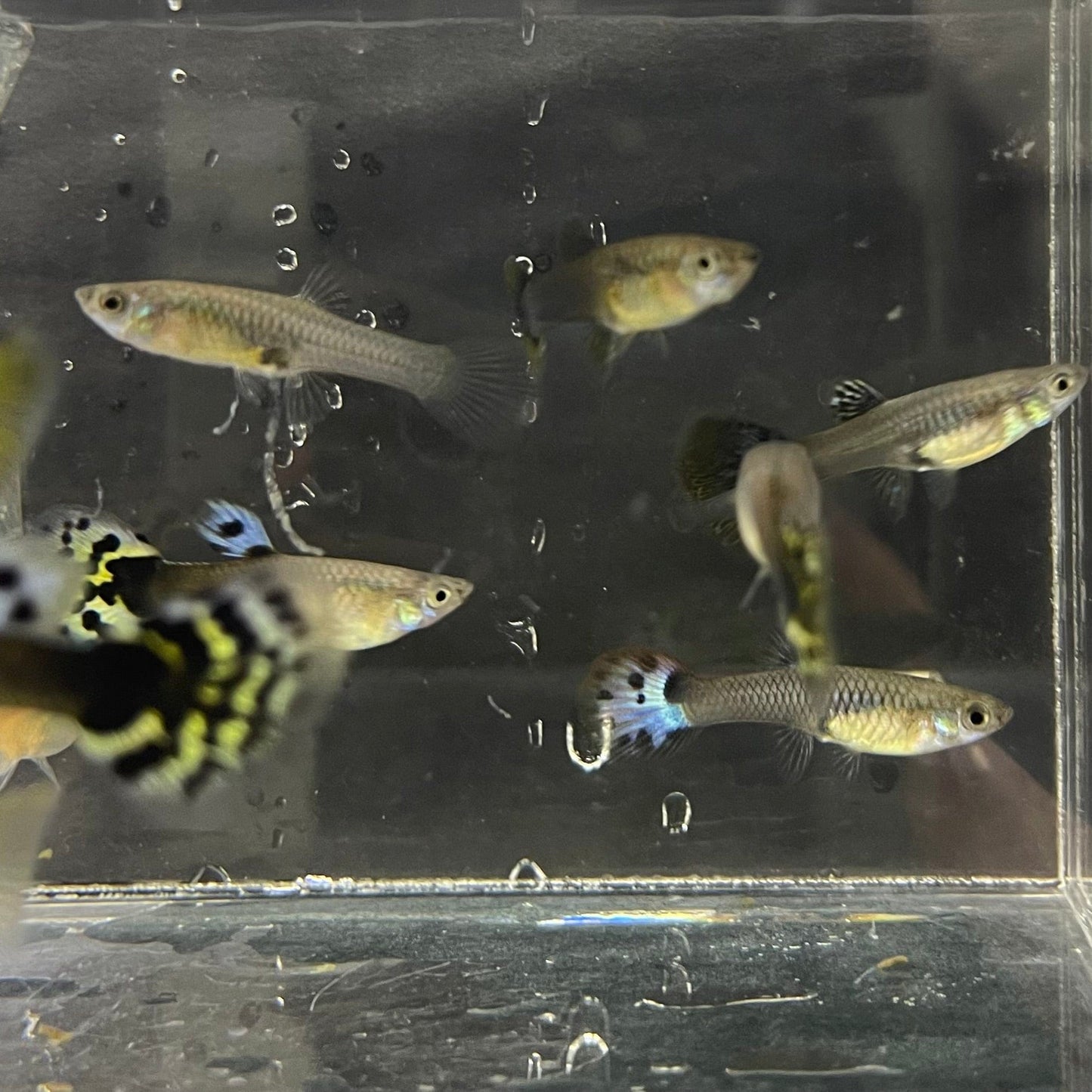 the-fish-farm Feeder Fish Guppy Feeder Guppy Feeder - The Fish Farm