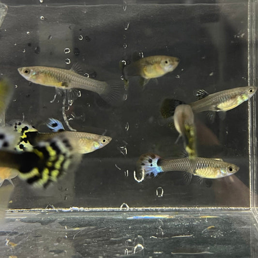 the-fish-farm Feeder Fish Guppy Feeder Guppy Feeder - The Fish Farm