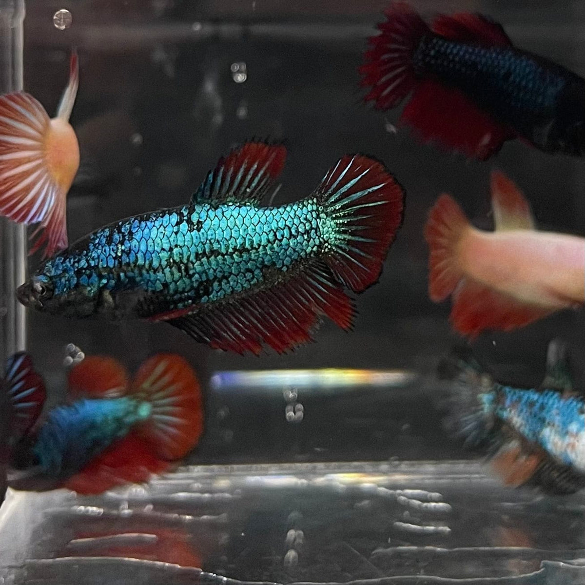 Freedom Fighter Fish Assorted Coloured Female Bettas (Fighter Fish) - The Fish Farm