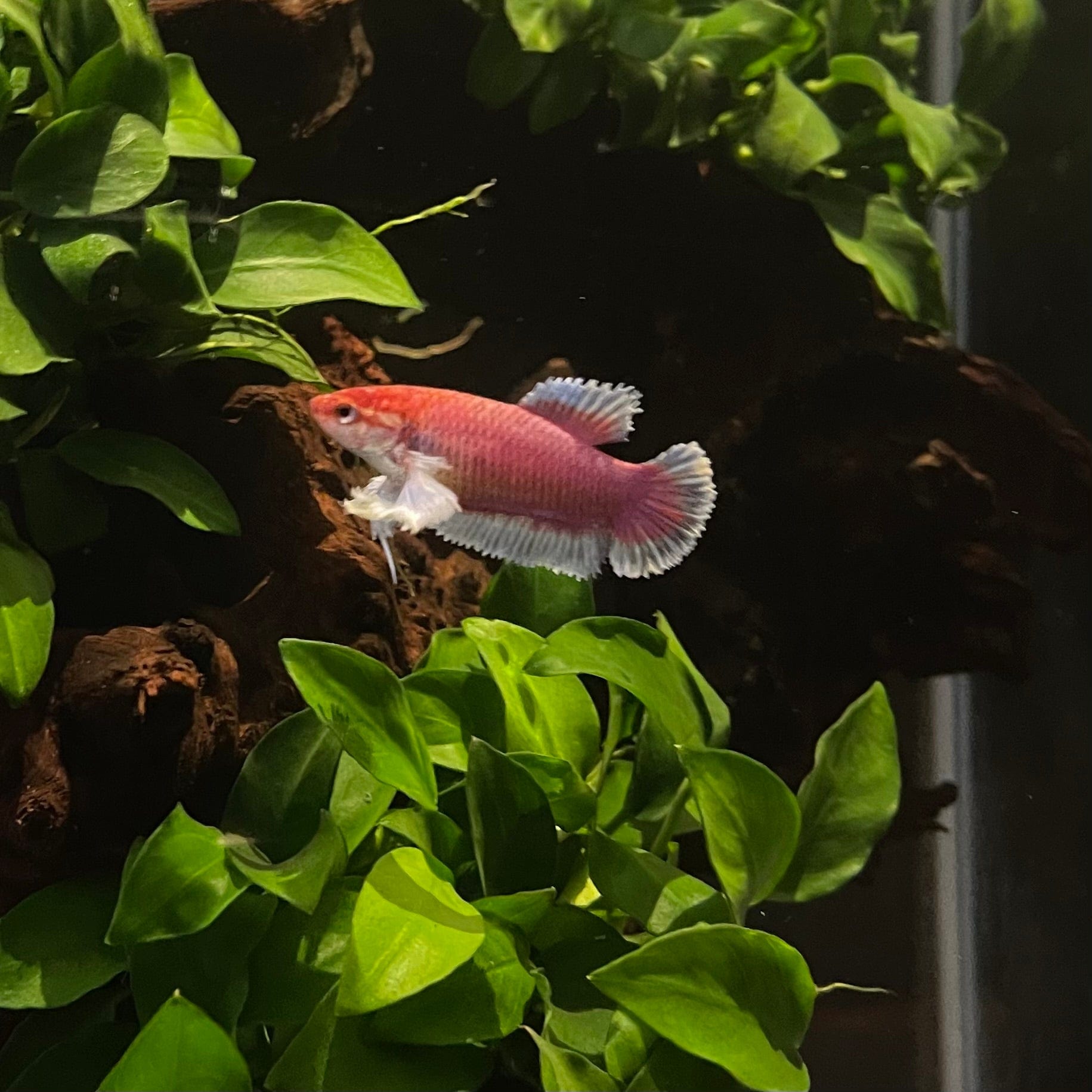 the-fish-farm Female Betta Betta - Female Assorted Colours 3.5-4.5cm Assorted Coloured Female Bettas (Fighter Fish) - The Fish Farm