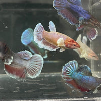 the-fish-farm Female Betta Dumbo Halfmoon Betta - Female Assorted Colours 4-5cm Female Dumbo Halfmoon Betta 5cm- The Fish Farm