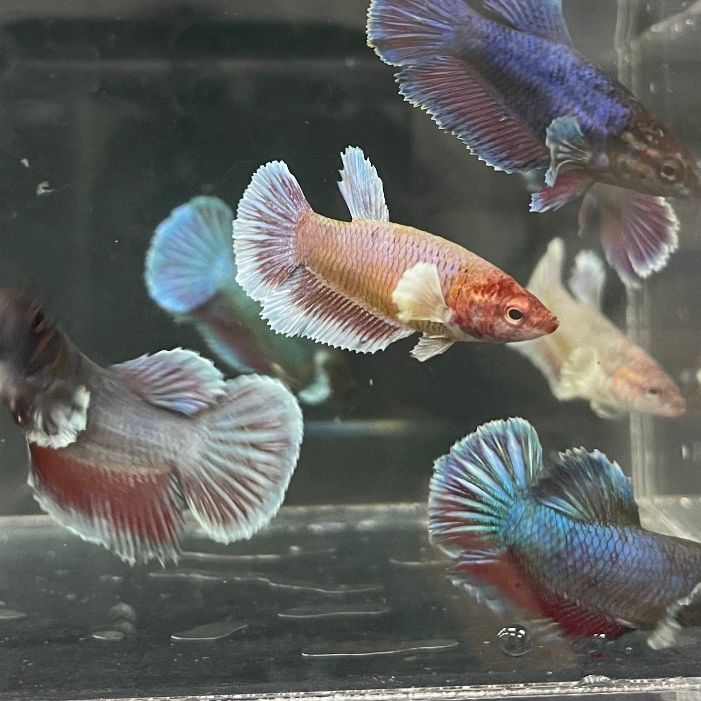 the-fish-farm Female Betta Dumbo Halfmoon Betta - Female Assorted Colours 4-5cm Female Dumbo Halfmoon Betta 5cm- The Fish Farm