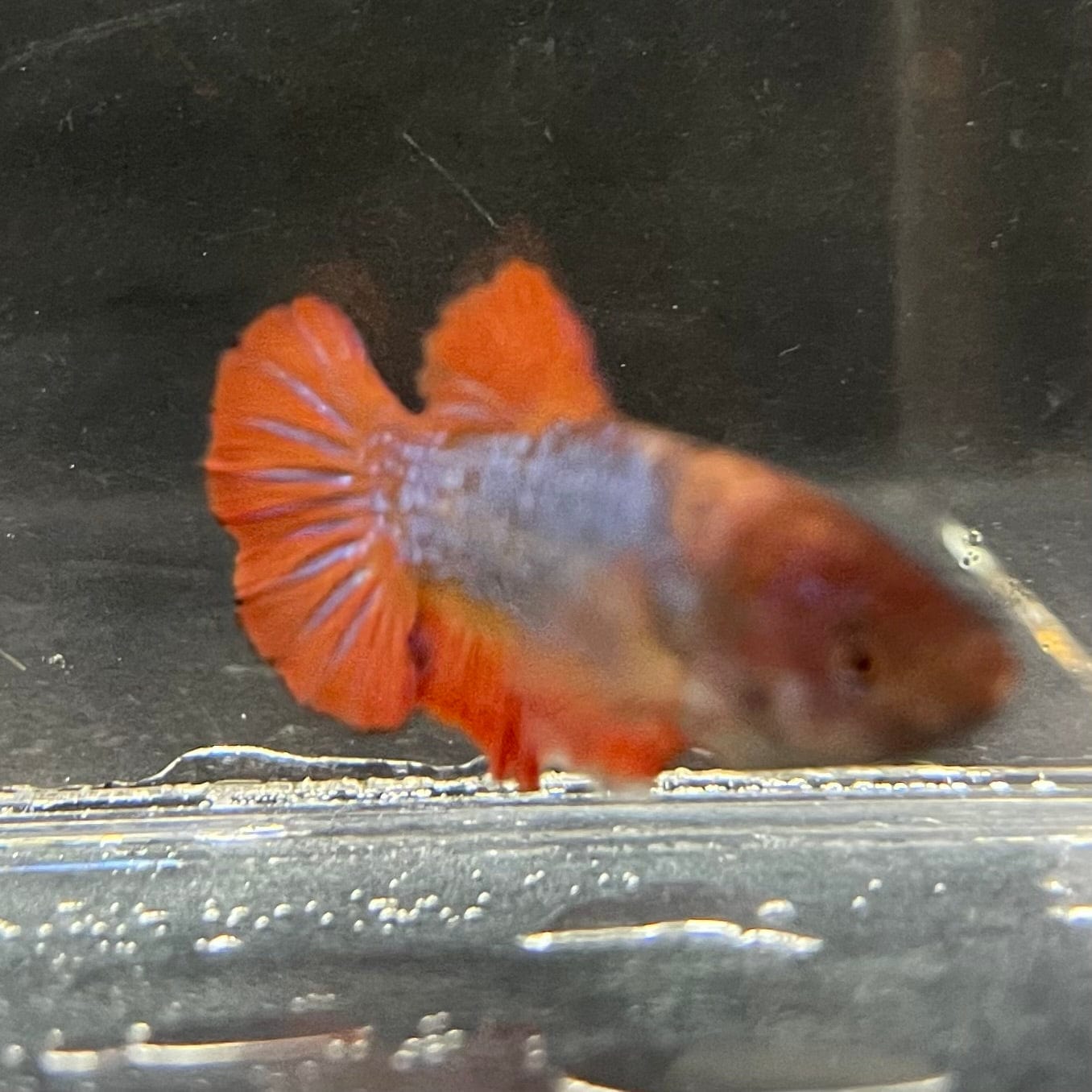 the-fish-farm Female Betta Female Betta - One Only - A Choose your own Female Betta at The Fish Farm Australia