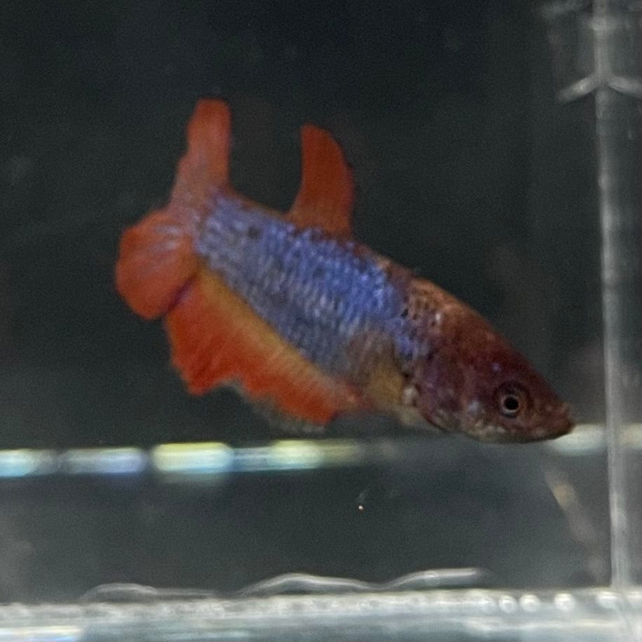 the-fish-farm Female Betta Female Betta - One Only - A Choose your own Female Betta at The Fish Farm Australia