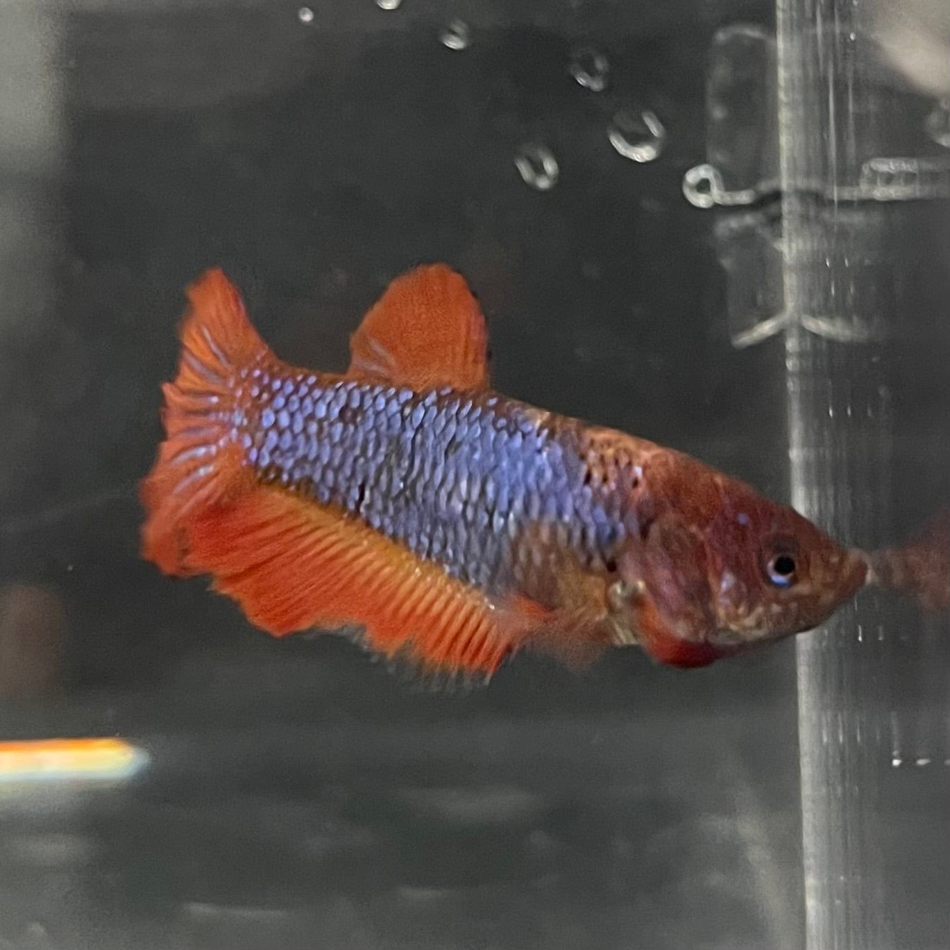 the-fish-farm Female Betta Female Betta - One Only - A Choose your own Female Betta at The Fish Farm Australia