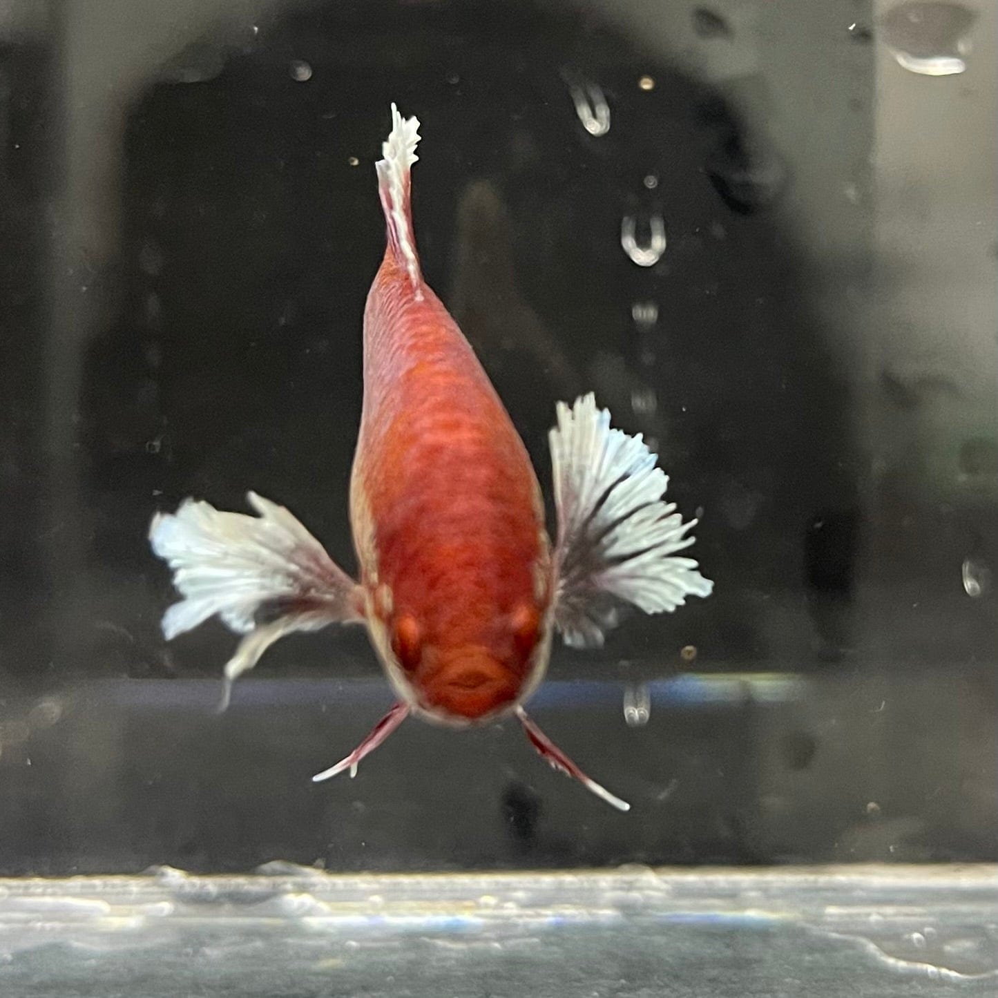 the-fish-farm Female Betta Female Betta - One Only - A Choose your own Female Betta at The Fish Farm Australia