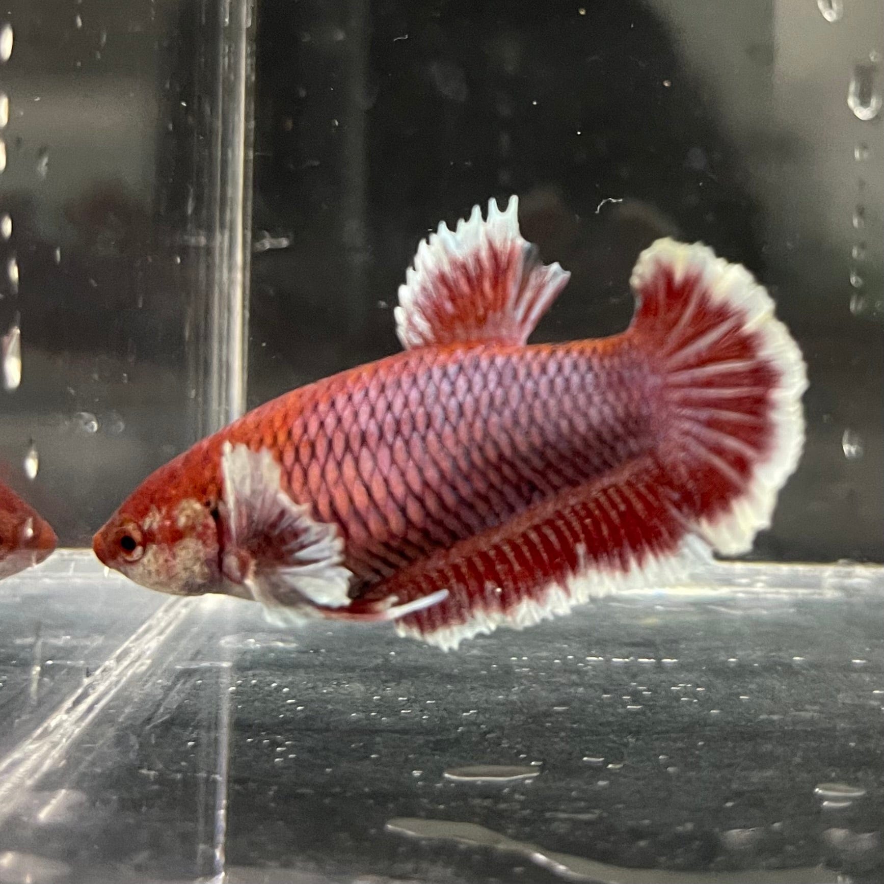 the-fish-farm Female Betta Female Betta - One Only - A Choose your own Female Betta at The Fish Farm Australia
