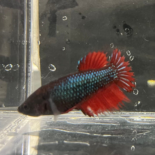 the-fish-farm Female Betta Female Betta - One Only - A Choose your own Female Betta at The Fish Farm Australia