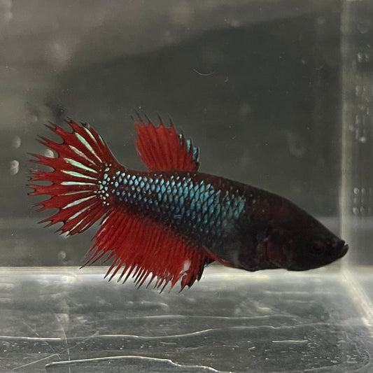 the-fish-farm Female Betta Female Betta - One Only - A Choose your own Female Betta at The Fish Farm Australia