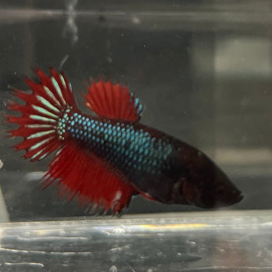 the-fish-farm Female Betta Female Betta - One Only - A Choose your own Female Betta at The Fish Farm Australia