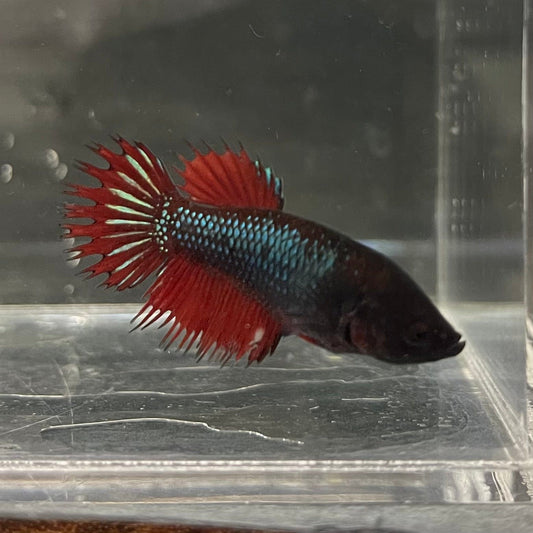 the-fish-farm Female Betta Female Betta - One Only - A Choose your own Female Betta at The Fish Farm Australia