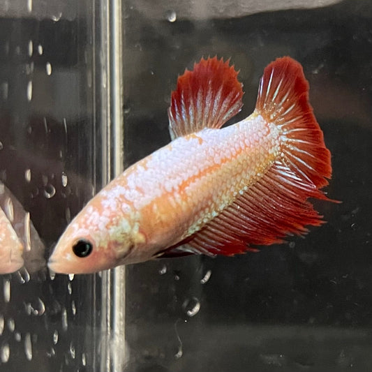 the-fish-farm Female Betta Female Betta - One Only - A Choose your own Female Betta at The Fish Farm Australia