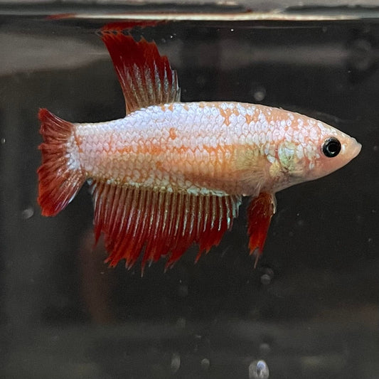 the-fish-farm Female Betta Female Betta - One Only - A Choose your own Female Betta at The Fish Farm Australia