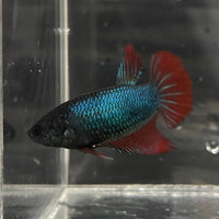 the-fish-farm Female Betta Female Betta - One Only - A Choose your own Female Betta at The Fish Farm Australia