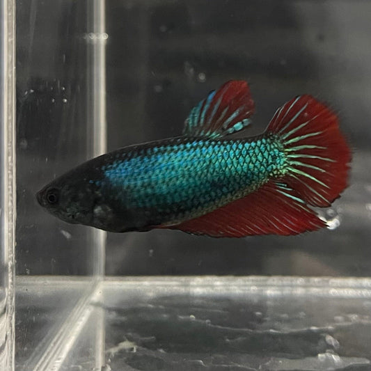 the-fish-farm Female Betta Female Betta - One Only - A Choose your own Female Betta at The Fish Farm Australia