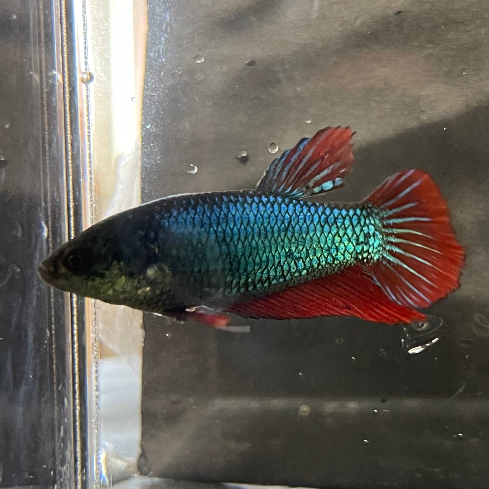 the-fish-farm Female Betta Female Betta - One Only - A Choose your own Female Betta at The Fish Farm Australia