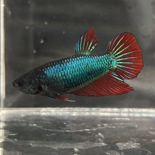 the-fish-farm Female Betta Female Betta - One Only - A Choose your own Female Betta at The Fish Farm Australia