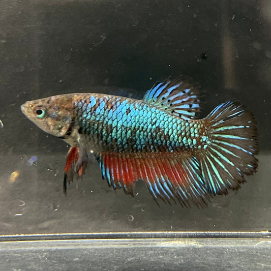 the-fish-farm Female Betta Female Betta - One Only - A Choose your own Female Betta at The Fish Farm Australia