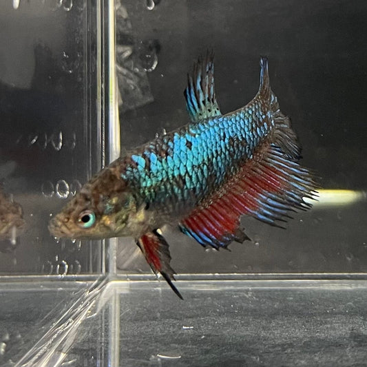 the-fish-farm Female Betta Female Betta - One Only - A Choose your own Female Betta at The Fish Farm Australia