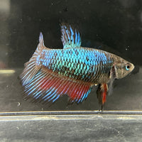the-fish-farm Female Betta Female Betta - One Only - A Choose your own Female Betta at The Fish Farm Australia
