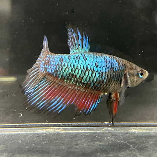 the-fish-farm Female Betta Female Betta - One Only - A Choose your own Female Betta at The Fish Farm Australia