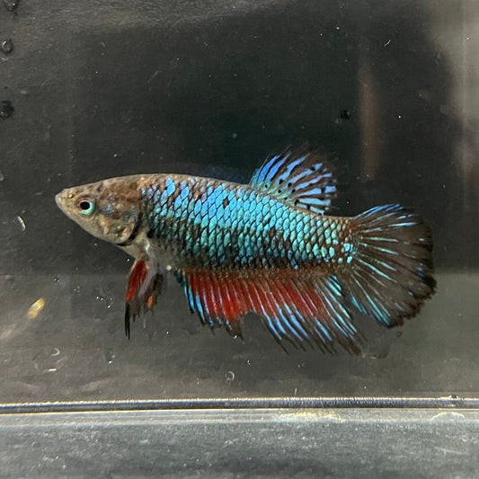 the-fish-farm Female Betta Female Betta - One Only - A Choose your own Female Betta at The Fish Farm Australia