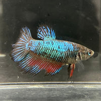 the-fish-farm Female Betta Female Betta - One Only - A Choose your own Female Betta at The Fish Farm Australia