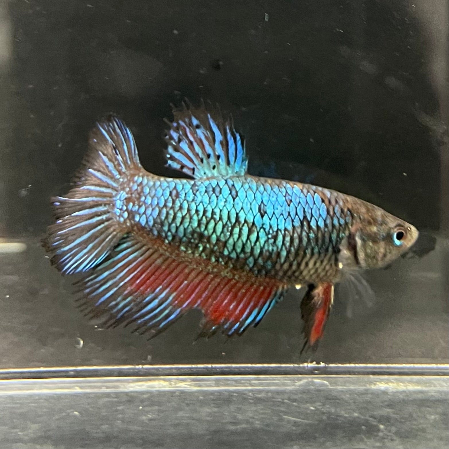 the-fish-farm Female Betta Female Betta - One Only - A Choose your own Female Betta at The Fish Farm Australia