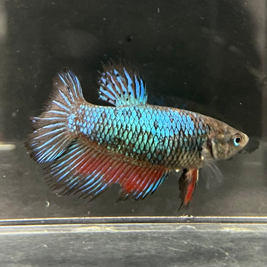 the-fish-farm Female Betta Female Betta - One Only - A Choose your own Female Betta at The Fish Farm Australia