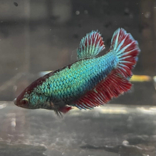 the-fish-farm Female Betta Female Betta - One Only - A Choose your own Female Betta at The Fish Farm Australia