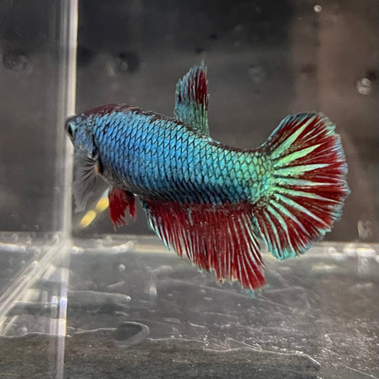 the-fish-farm Female Betta Female Betta - One Only - A Choose your own Female Betta at The Fish Farm Australia