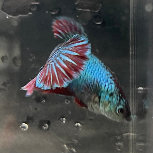 the-fish-farm Female Betta Female Betta - One Only - A Choose your own Female Betta at The Fish Farm Australia