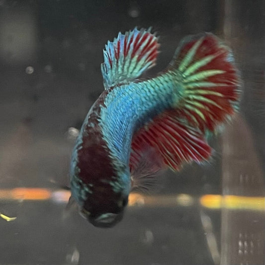 the-fish-farm Female Betta Female Betta - One Only - A Choose your own Female Betta at The Fish Farm Australia