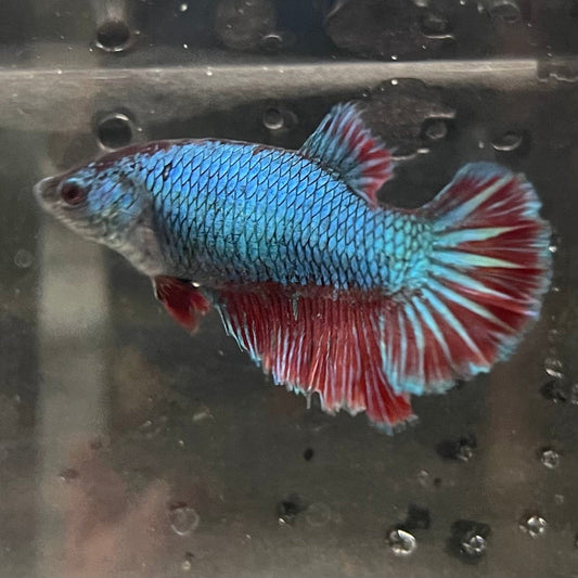 the-fish-farm Female Betta Female Betta - One Only - A Choose your own Female Betta at The Fish Farm Australia