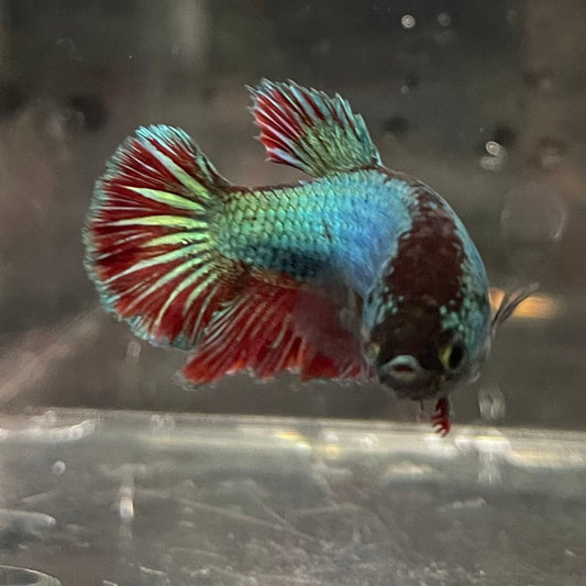 the-fish-farm Female Betta Female Betta - One Only - A Choose your own Female Betta at The Fish Farm Australia