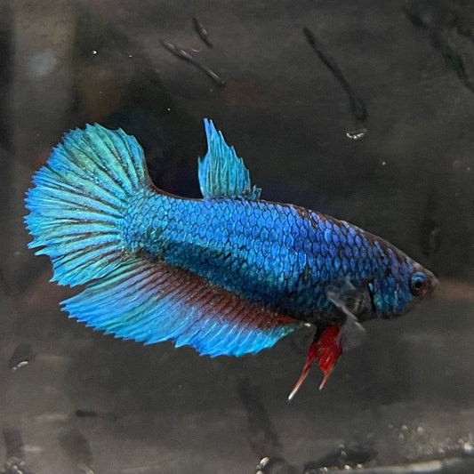 the-fish-farm Female Betta Female Betta - One Only - A Choose your own Female Betta at The Fish Farm Australia