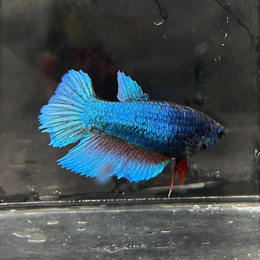 the-fish-farm Female Betta Female Betta - One Only - A Choose your own Female Betta at The Fish Farm Australia
