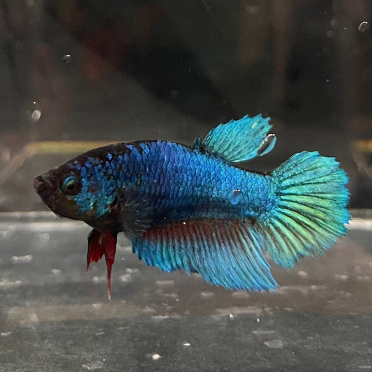 the-fish-farm Female Betta Female Betta - One Only - A Choose your own Female Betta at The Fish Farm Australia