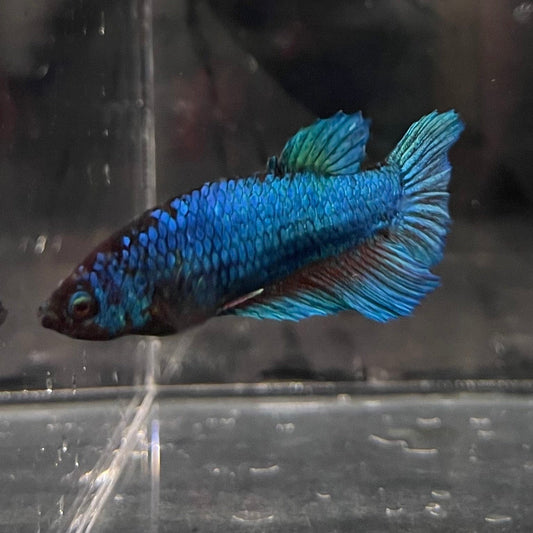 the-fish-farm Female Betta Female Betta - One Only - A Choose your own Female Betta at The Fish Farm Australia