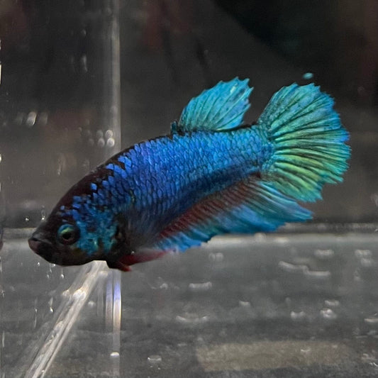 the-fish-farm Female Betta Female Betta - One Only - A Choose your own Female Betta at The Fish Farm Australia
